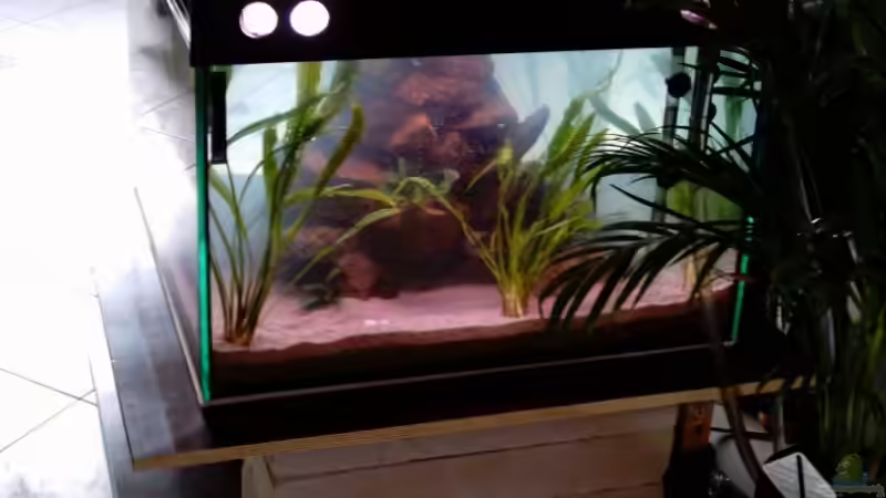 Fertig eingerichtet und Wasser mit Easy life aufbereitet von Schielefix (7)