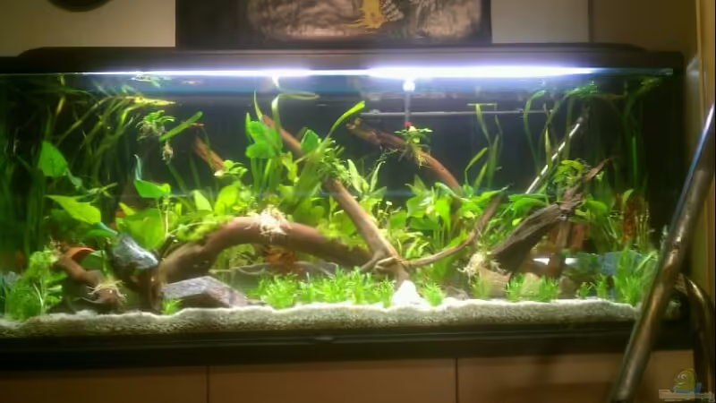 Fertig eingerichtetes Becken, Steine dienen nur zur Beschwerung der Wurzeln von Andy90 (1)