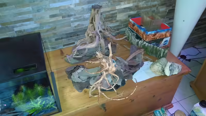 Fertig geklebt. 5 Höhlen in einer 2 Stufen Terrasse aus Naturschiefer. 3 der Höhlen sind aus eingearbeiteten Kokosschale, eine aus Ton und eine direkt eingebaut.  von AdrianSoS (14)