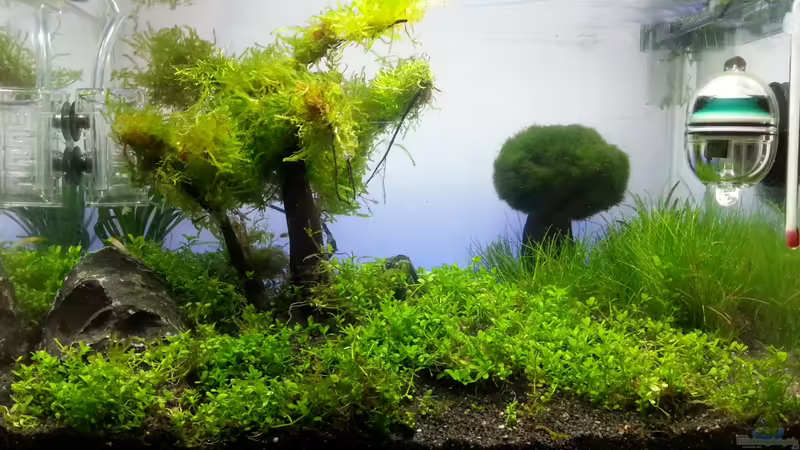 Fertig von Schnegge (8)