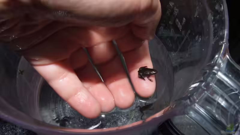 Fertige Jungfrösche, die nur noch wachsen müssen :-) von Denise83 (24)