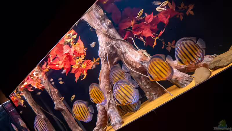 fertige Wurzel im Aquarium von DiskusMummy (15)