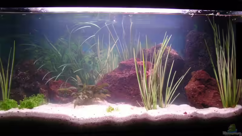 Fertiges Becken allerdings ohne Fische ^^ von Pino D. (1)