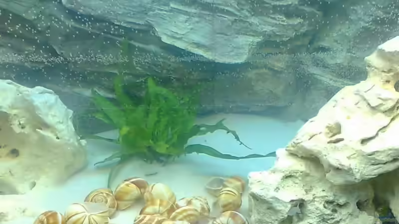 Fertiges Becken nach der Neueinrichtung von Christopher Hofmann (3)