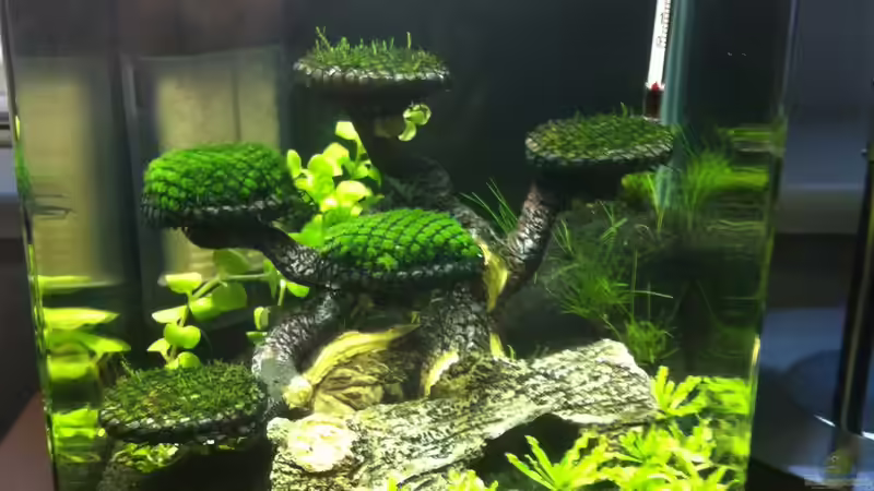 Fertiges Becken Tag 3 von RoZan (7)