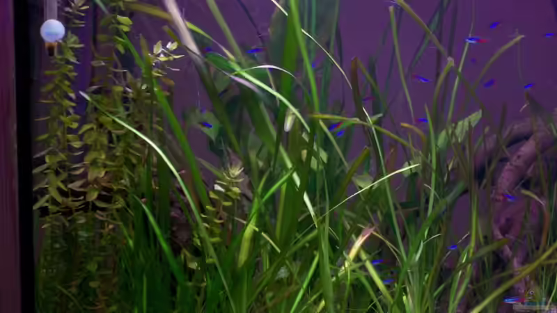 Fettblatt, Vallisnerien, Froschlöffel (Mutterpflanzen) und E 300 von Theo Heimann (5)