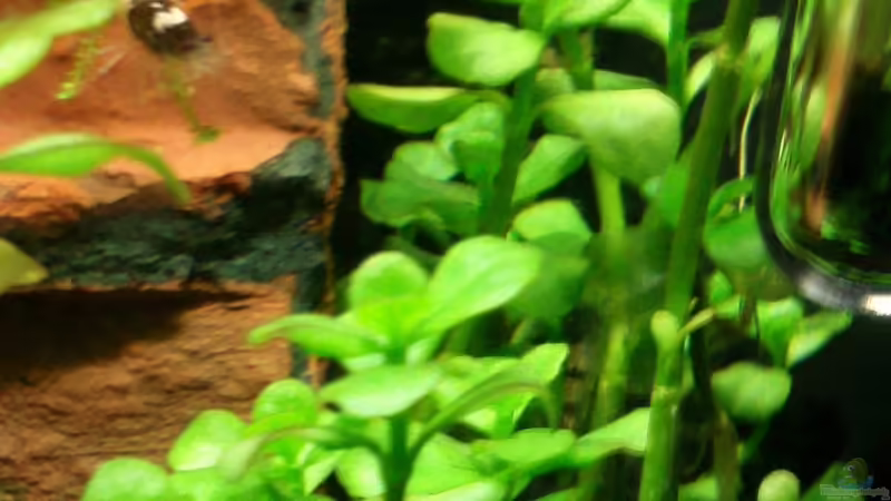 Fettblatt von Crissy (7)