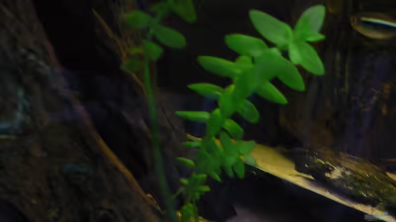 Fettblatt von Max Wolf (8)