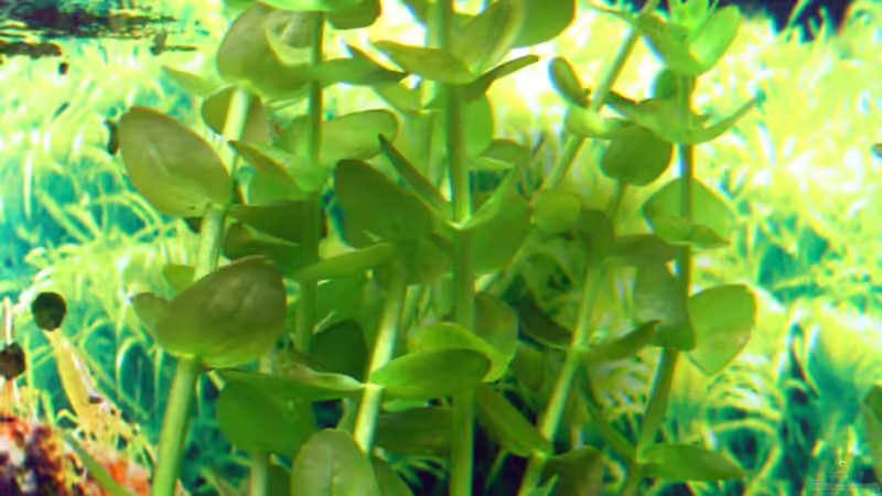 Fettblatt von Nicole Welz (6)