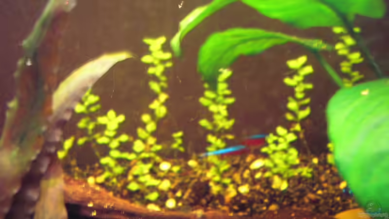 Fettblattwäldschen (alt) von Südamerikafreak BK (16)