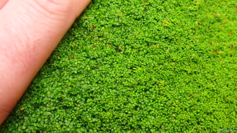 fetter Rasen ! von Microsash (16)