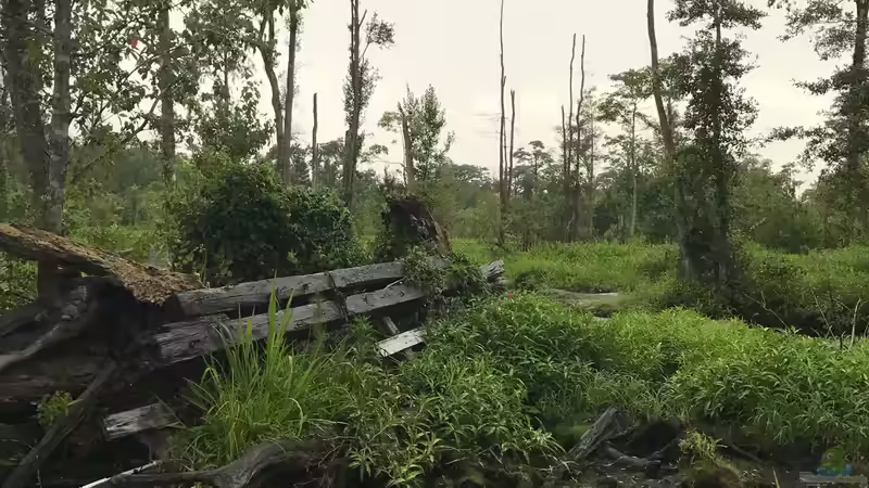 Feuchtbiotop im heimischen Garten