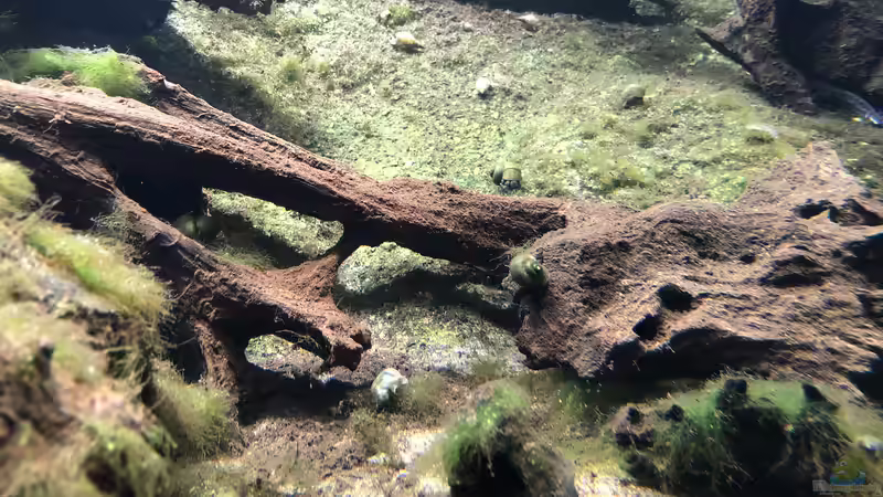 Feuchtgebiete im Alpenzoo Innsbruck Teil 2/2