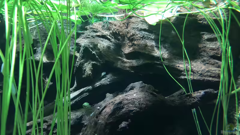 Feuchtgebiete im Alpenzoo Innsbruck Teil 2/2