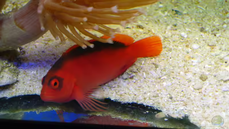 Feuer Korallenwächter Neocirrhites armatus von Stefan Kamp (15)