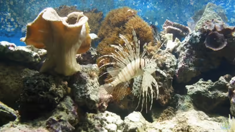 Feuerfisch von Katja Graßer (14)