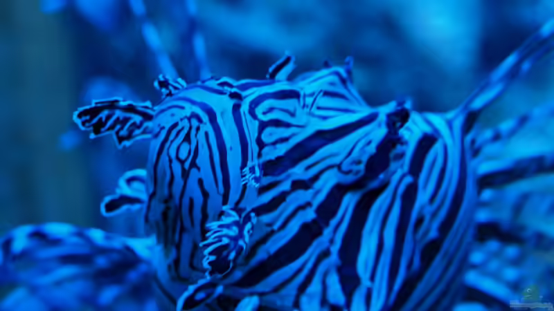 Feuerfisch von mr.boomBASCHTIc (21)