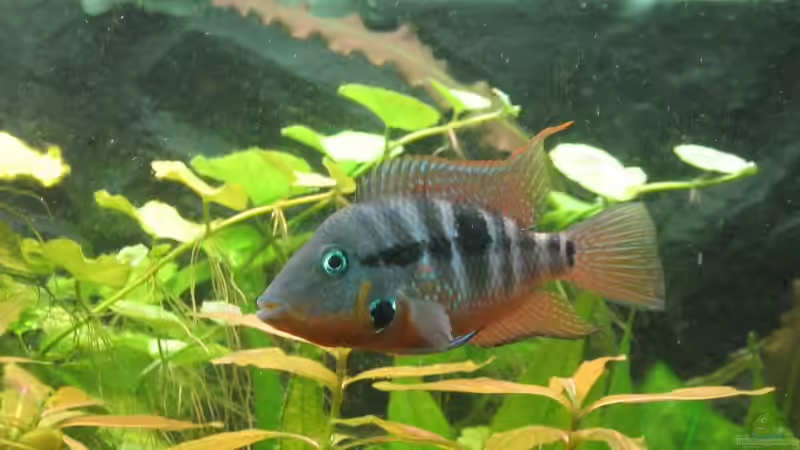 Feuermaul Männchen von Dirk Meißner (22)