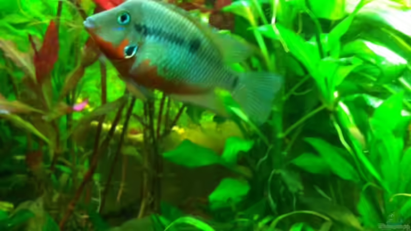 Feuermaulbuntbarsch von Thomas Bachl (3)