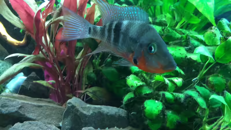 Feuermaulbuntbarsch von X-Rayminator (16)