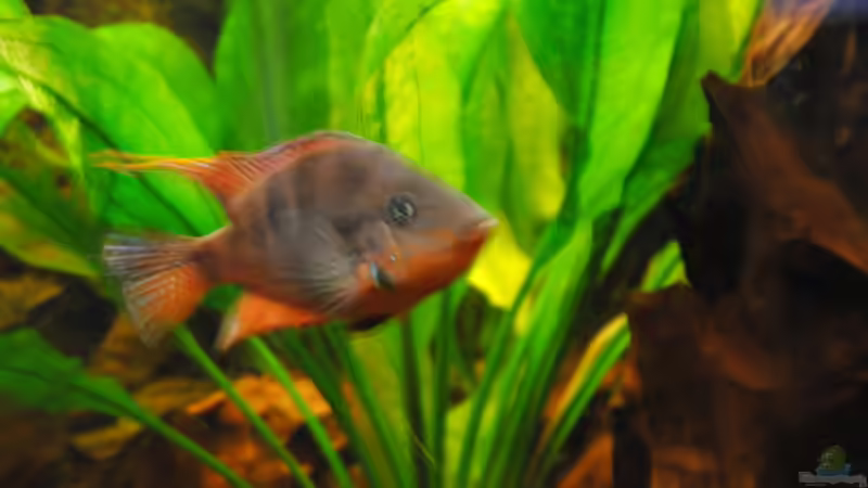 Feuermaulbuntbarsch Weibchen von holzmichel (26)