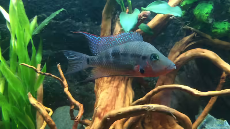 Thorichthys meeki - Feuermaulbuntbarsch (Einrichtungsbeispiele mit Feuermaulbuntbarschen)