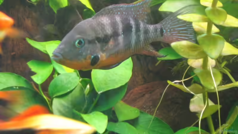 Feuermaulmännchen von Dirk Meißner (15)