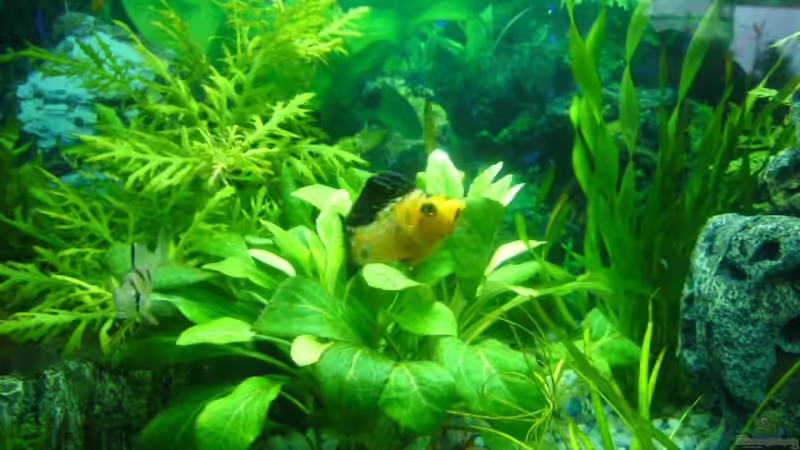 Feuermolly Alphamännchen ;) von Marcel Becker (5)