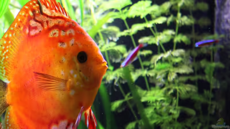 Feuerrot (w) von JessiKa265 (17)