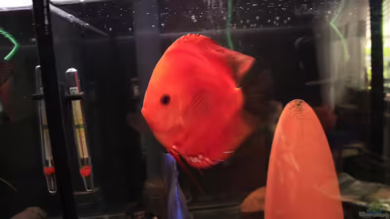 Feuerrot Weibchen  von Discus (47)