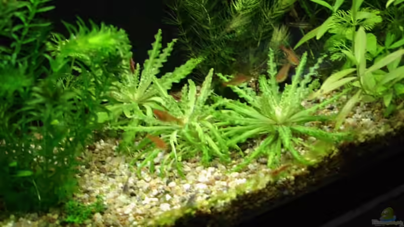 Aquarien mit Hyphessobrycon-Arten