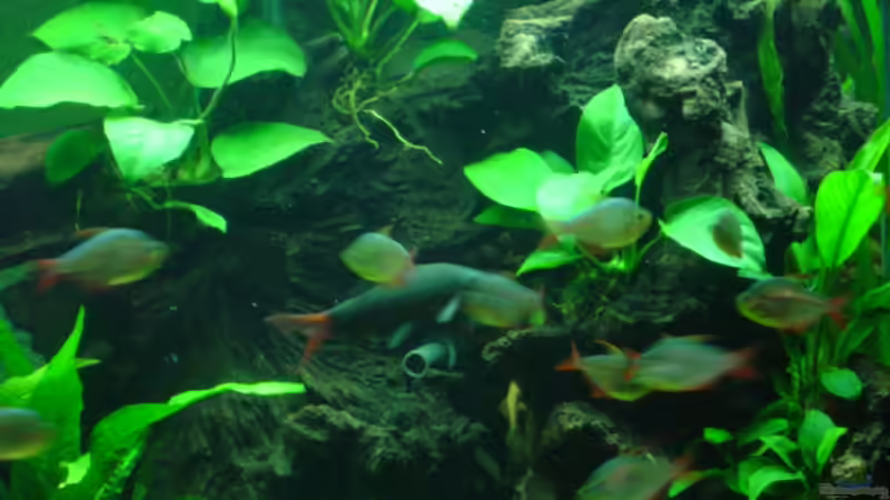 Feuerschwanz  von Bulldog1112 (28)