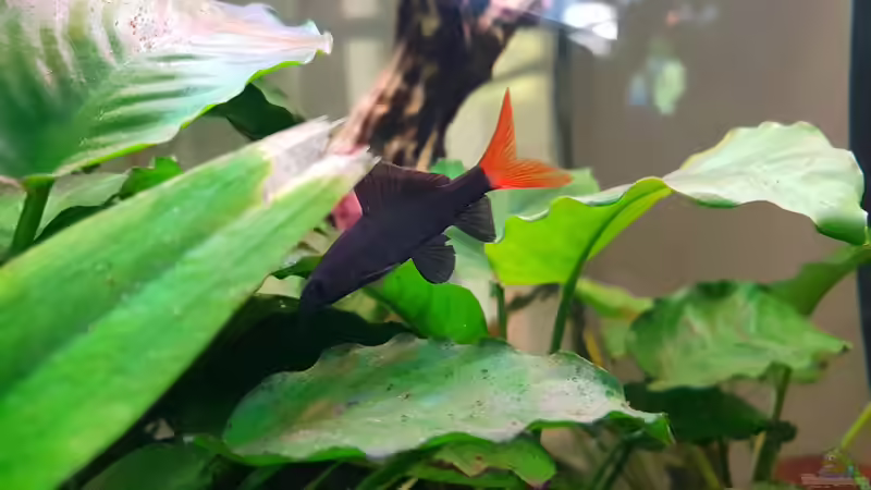 Feuerschwanz-Fransenlipper (Epalzeorhynchos bicolor)Temperatur: 22° C - 28° C  von Manuela&Mike (33)