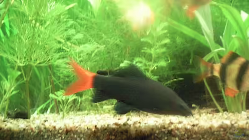 Feuerschwanz leider unscharf von Feuerschwanz (7)