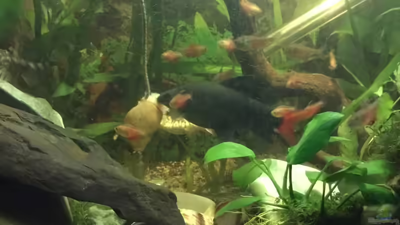 Feuerschwanz mit Rote von Rio  von Reneè Thissen (8)