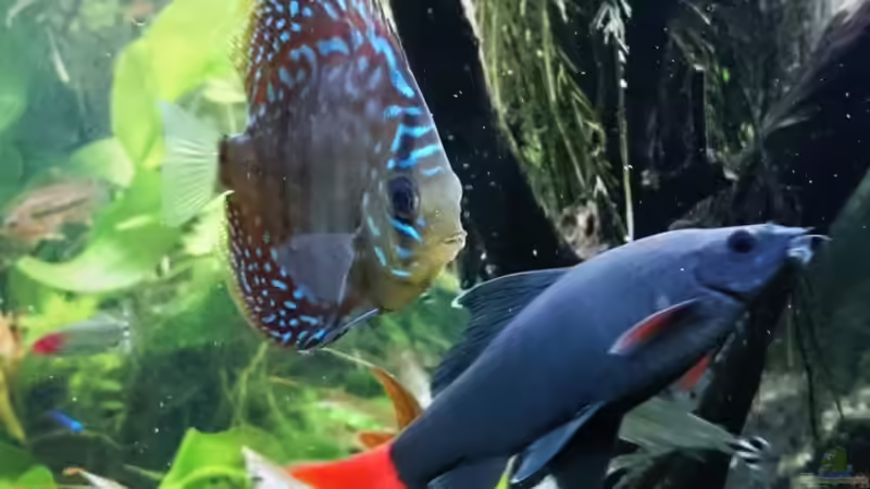 Feuerschwanz und Diskus von Nico_BS (3)