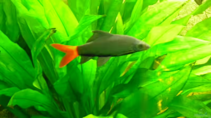 Feuerschwanz von Andy 86 (7)