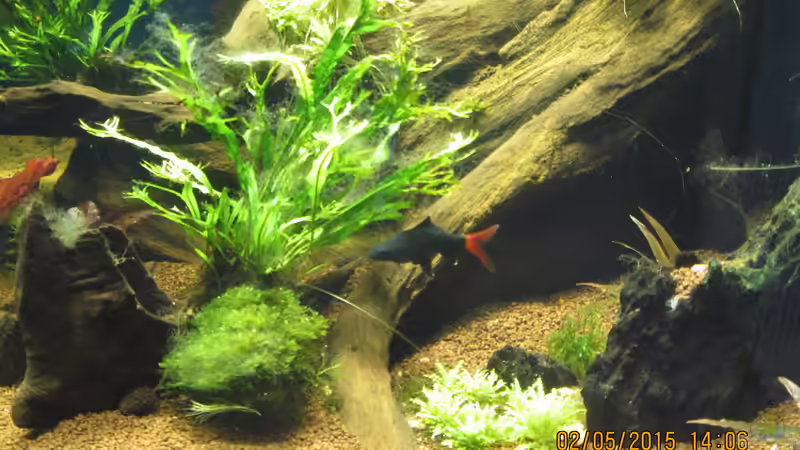 Feuerschwanz von Christian Grunwald (31)