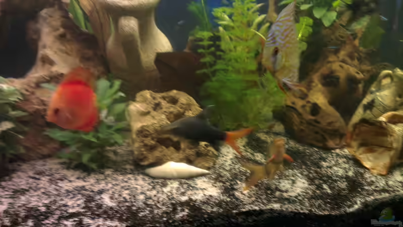 feuerschwanz von Franz Napf (18)