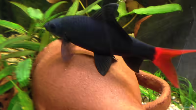 Feuerschwanz von Muschelherz (27)