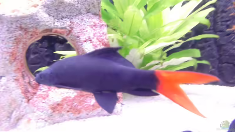 Feuerschwanz von schecki (16)