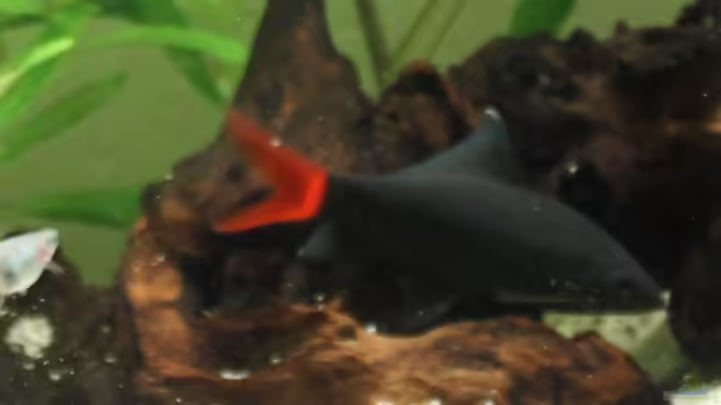 Feuerschwanz von Strandberd (15)