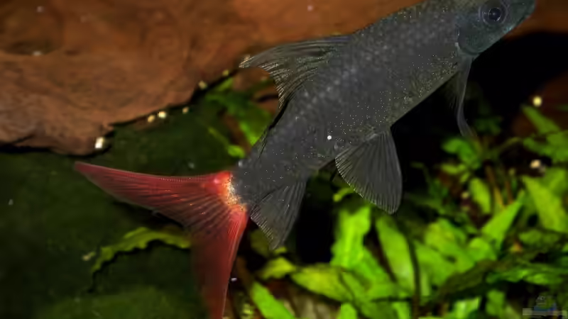 Feuerschwanz von Susanne Schmohl (49)