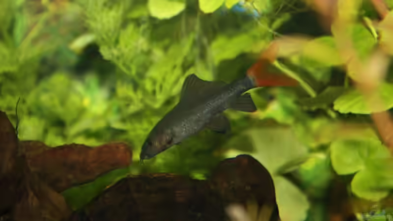 Epalzeorhynchos bicolor im Aquarium halten (Einrichtungsbeispiele für Feuerschwanz)