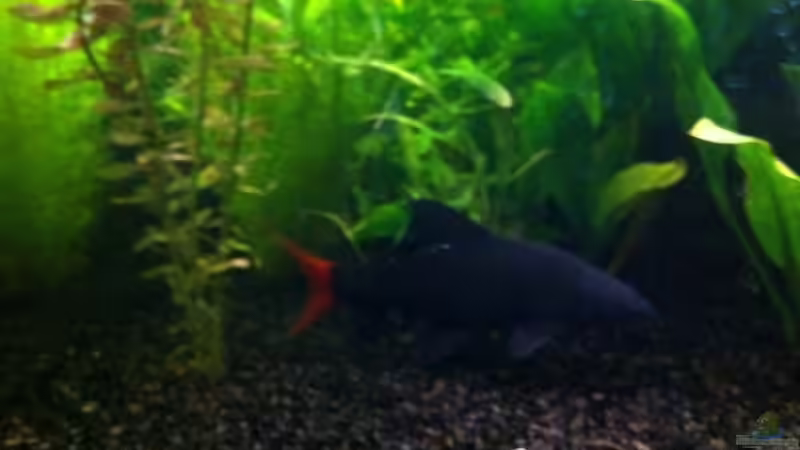 Epalzeorhynchos bicolor im Aquarium halten (Einrichtungsbeispiele für Feuerschwanz)