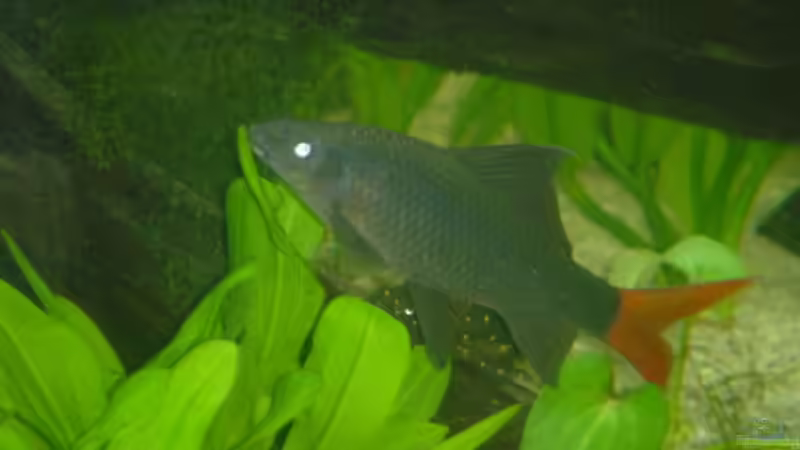 Epalzeorhynchos bicolor im Aquarium halten (Einrichtungsbeispiele für Feuerschwanz)