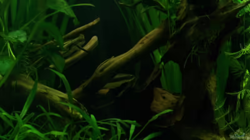 Feuerschwanzfransenlipper Lounge...07.01.2010 von Tom Rudolph (4)