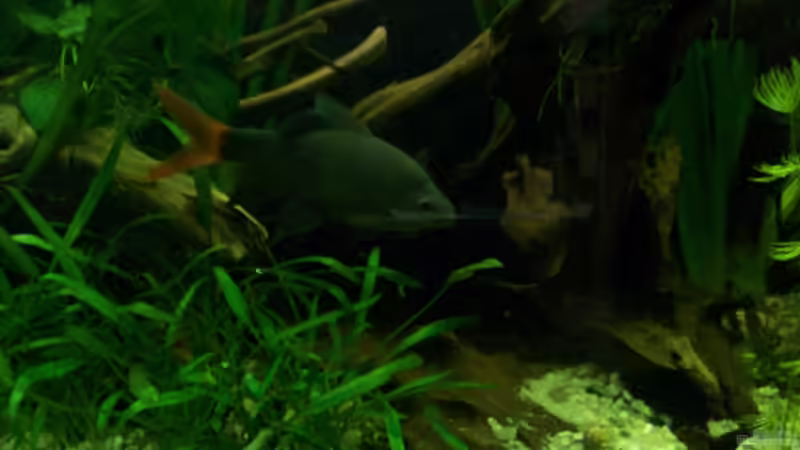 Feuerschwanzfransenlipper_Weibchen von Tom Rudolph (12)