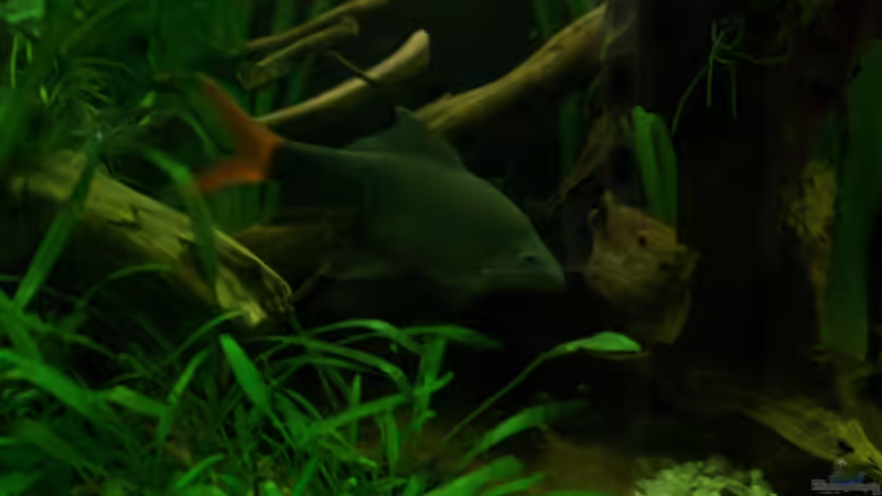 Feuerschwanzfransenlipper_Weibchen von Tom Rudolph (13)