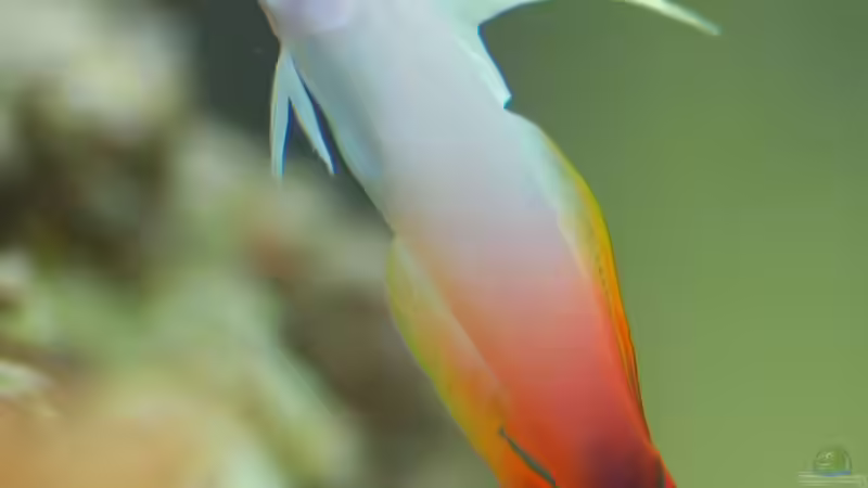 Aquarien mit Nemateleotris magnifica (Feuerschwertgrundel)